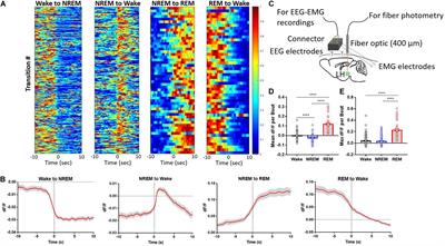 Peripheral Lipopolyssacharide Rapidly Silences REM-Active LHGABA Neurons